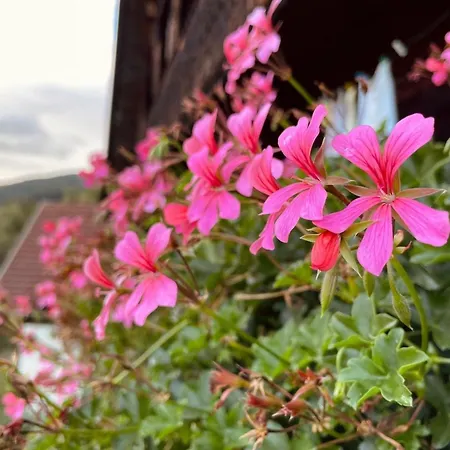 Romantisches In 1100m Hoehe Zw Katschberg Und Millstaetter